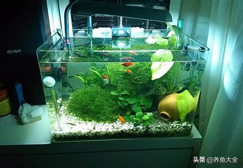 魚缸養什麼魚好|小型魚缸適合養的十種魚